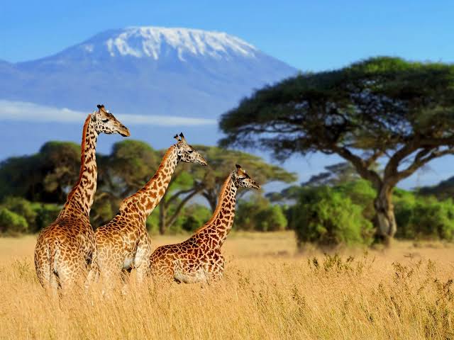 Safari